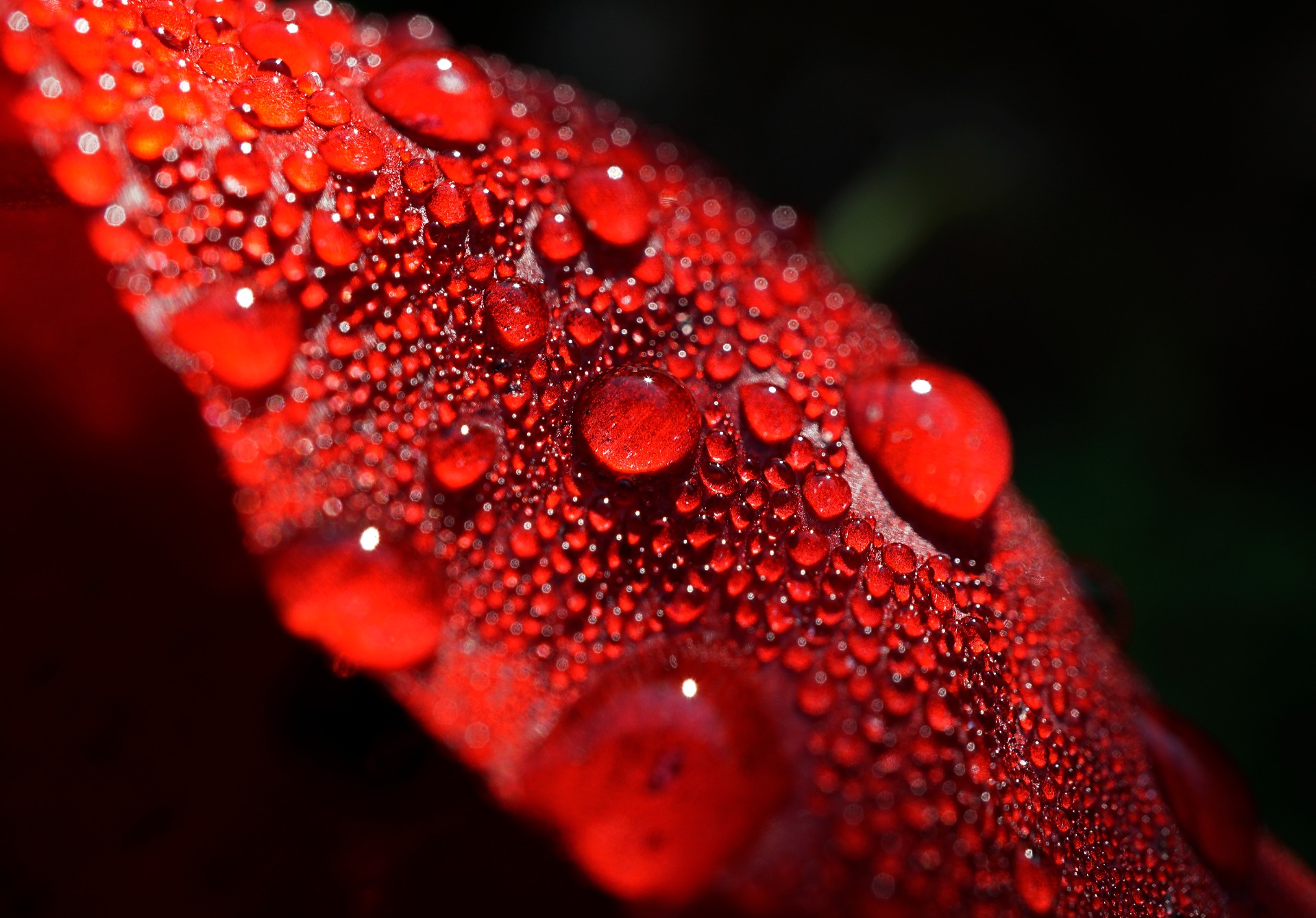 My photos